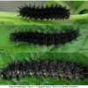 bol euphrosyne larva5 volg1